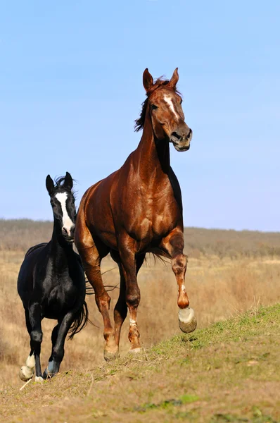 Stado koni w polu — Zdjęcie stockowe
