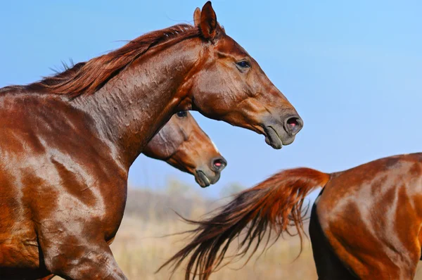 Manada de cavalos no campo — Fotografia de Stock