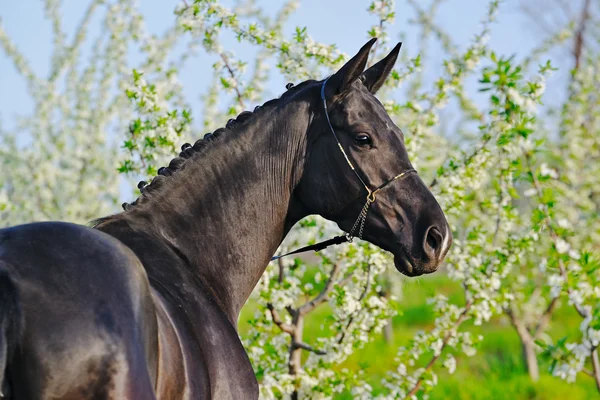 Retrato de caballo negro en floreciente jardín de primavera —  Fotos de Stock