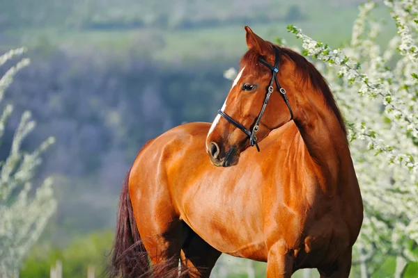 Portret van zuring paard in de bloeiende lentetuin op zonsopgang — Stockfoto