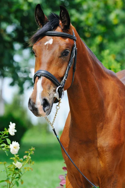 Portret bay Horse — Zdjęcie stockowe