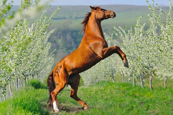 Rearing sorrel horse in blossoming spring garden — Stock Photo, Image