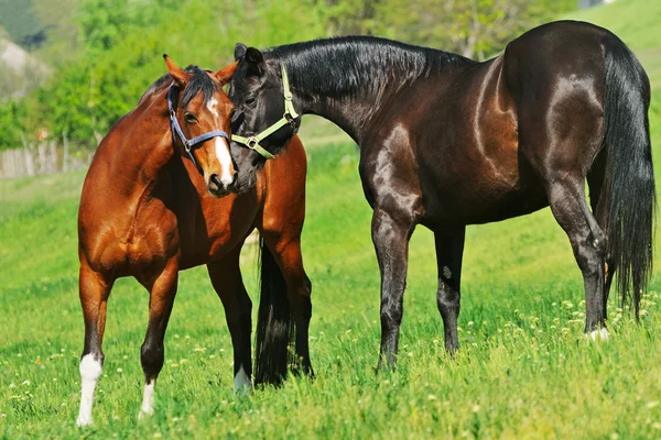 Herd of horses in the spring field — Stock Photo, Image