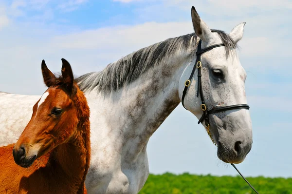 Mare et poulain sur le fond du ciel bleu — Photo