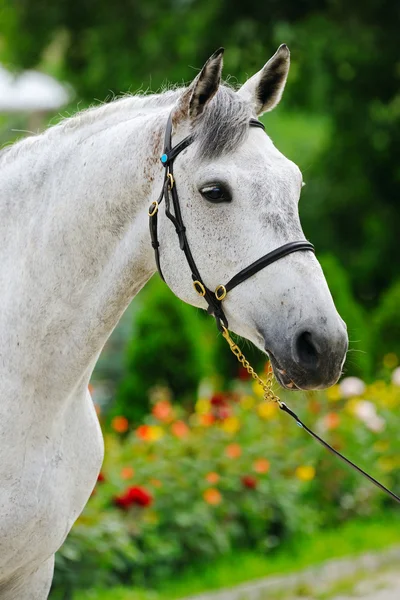 Portret piękny koń szary — Zdjęcie stockowe