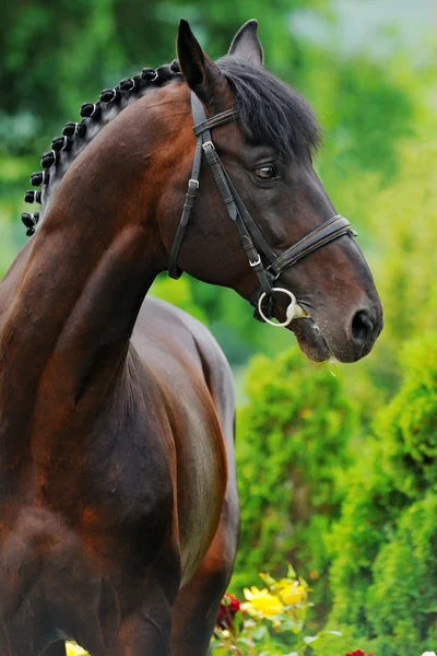 Portret van zwarte paard — Stockfoto