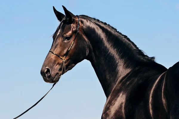 Portrait of beautiful black horse on the background of blue sky — Stock Photo, Image
