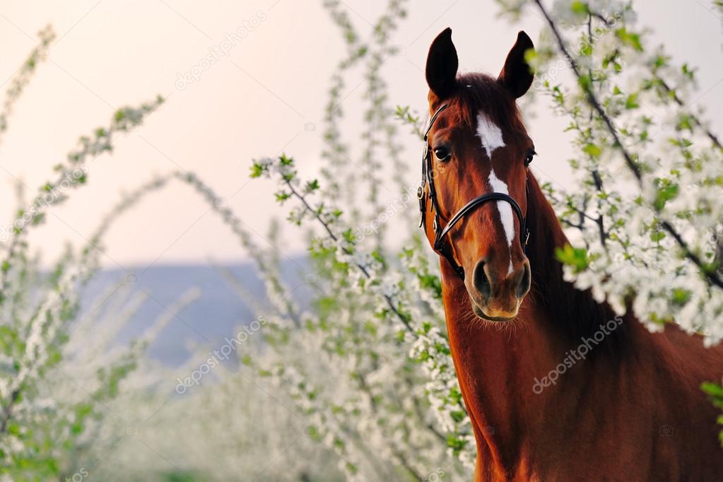 Portrait of sorrel horse in blossoming spring garden on sunrise
