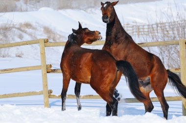 Kar sahada oynayan iki genç at