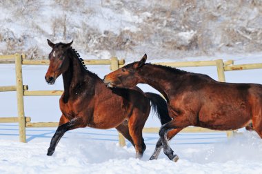 Kar sahada oynayan iki genç at