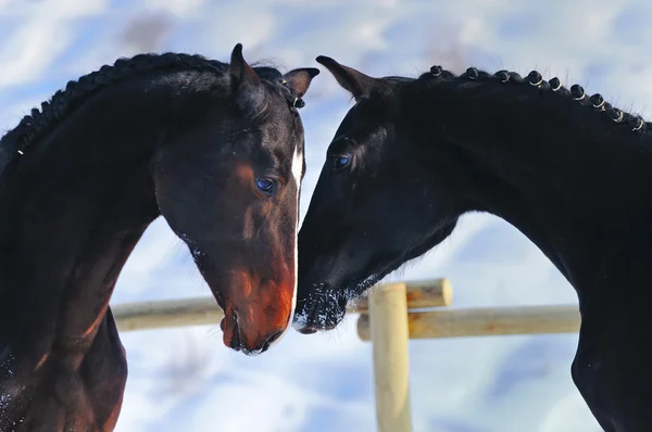 Retrato de dois cavalos jovens no inverno — Fotografia de Stock