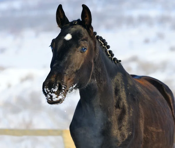 Portret van zwarte jong paard in de winter — Stockfoto