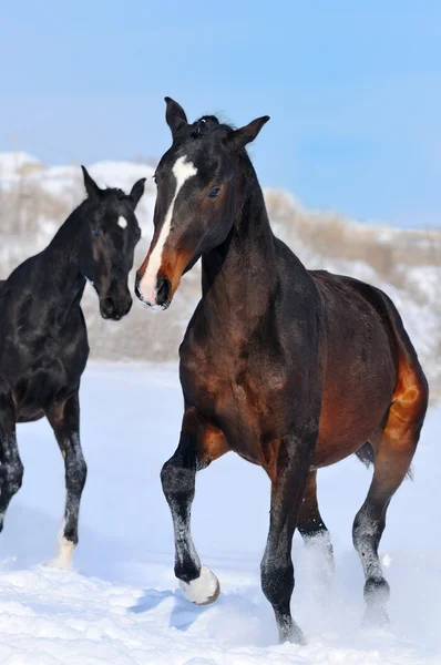 Две молодые лошади играют на снежном поле — стоковое фото