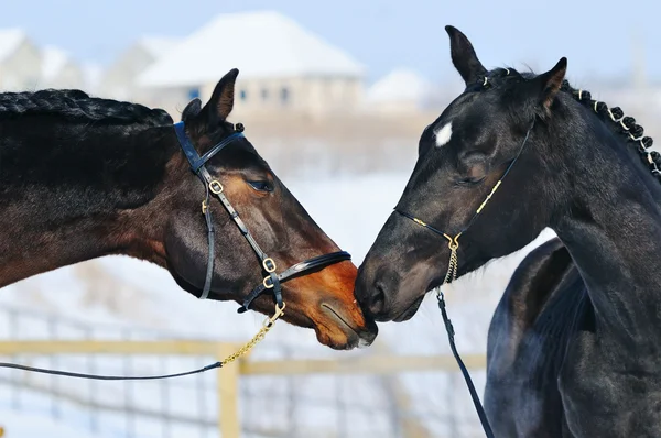 Twee jonge paarden spelen op de sneeuwveld — Stockfoto