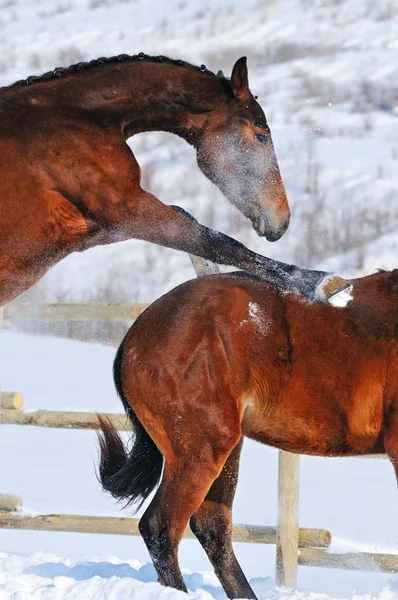 Due giovani cavalli che giocano sul campo di neve — Foto Stock