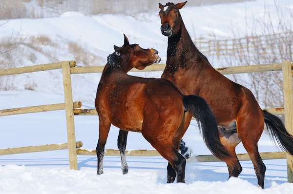 Twee jonge paarden spelen op de sneeuwveld — Stockfoto