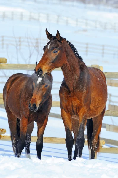 Zwei junge Pferde spielen auf dem Schneefeld — Stockfoto