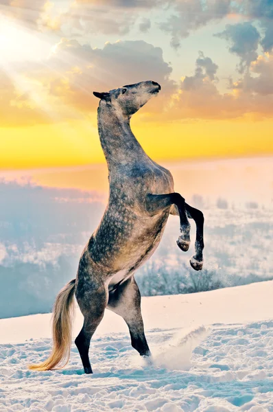 Серая лошадь воспитывается на снегу — стоковое фото