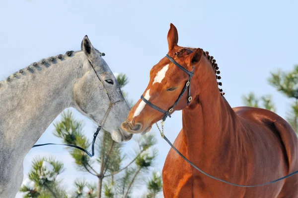 Dois cavalos no campo de inverno — Fotografia de Stock