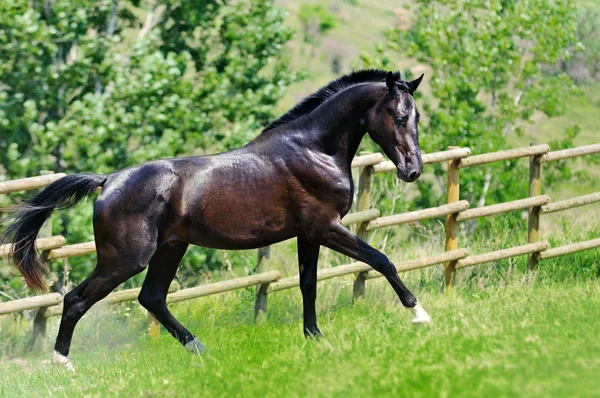 Young black stallion galloping in field — Stock Photo, Image