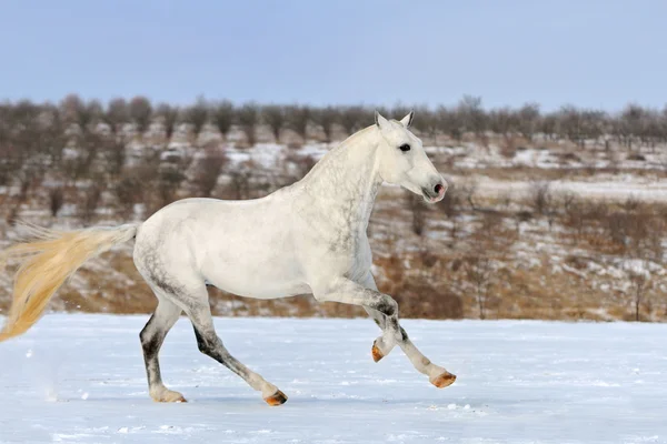 Яблочно-серая лошадь скачет по снежному полю — стоковое фото