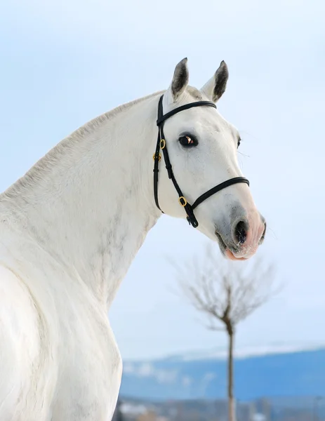 Dapple gray horse portrait in winter — Stock Photo, Image