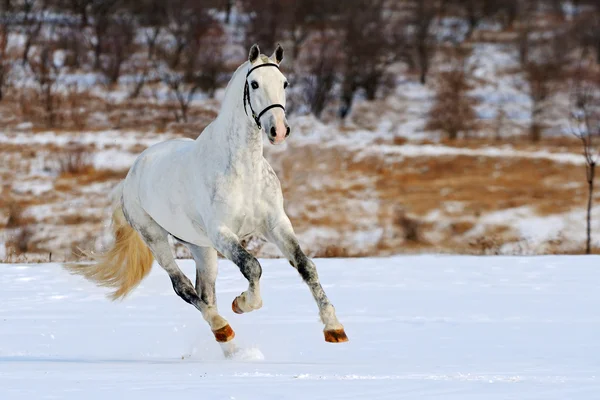 Cavallo grigio ananas galoppante nel campo di neve — Foto Stock