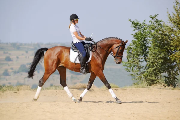 Equitazione: cavaliere sul cavallo dressage baia, andando trotto — Foto Stock