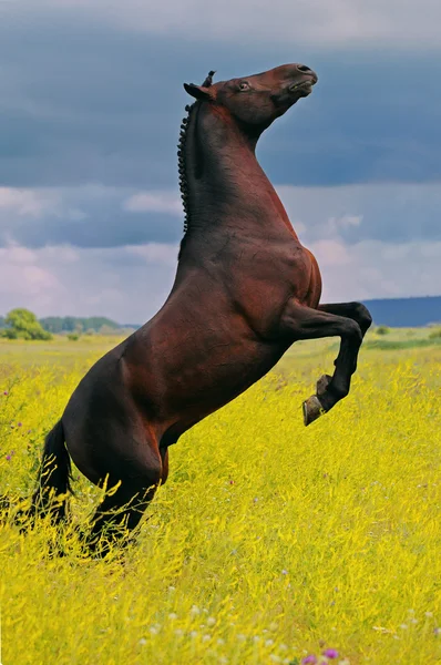 Rearing dark horse in field on the background of dramatic sky — Stock Photo, Image