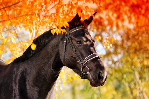 Portret van zwarte paard in de herfst — Stockfoto