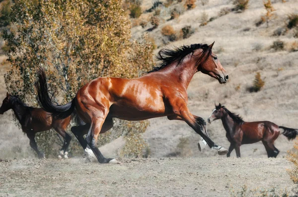 Stado koni w dziedzinie jesień — Zdjęcie stockowe