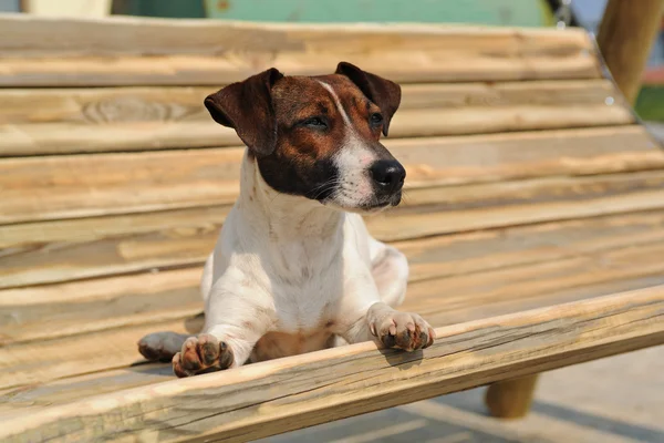 杰克罗素梗犬躺在一张长椅上 — 图库照片