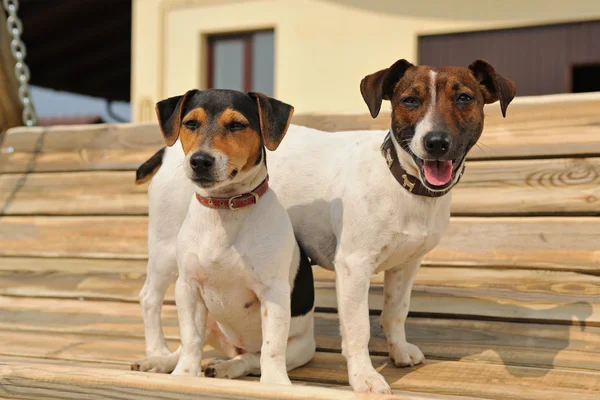 İki jack russel Terrier bir bankta — Stok fotoğraf
