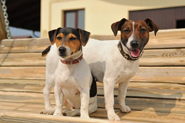 Dois Jack Russel terrieres em um banco — Fotografia de Stock