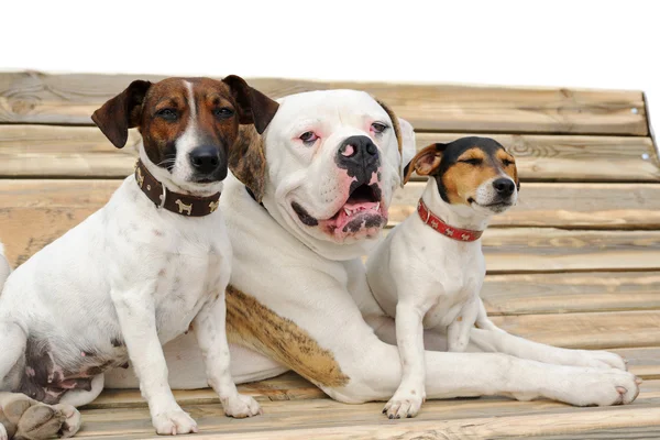 Dois Jack Russel Terriers e Bulldog americano deitado em um banco — Fotografia de Stock