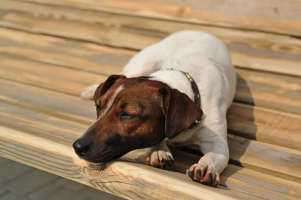 Jack Russel terrier acostado en un banco — Foto de Stock