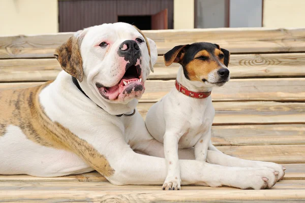 Jack Russel terrier y American bulldog tumbados en un banco — Foto de Stock