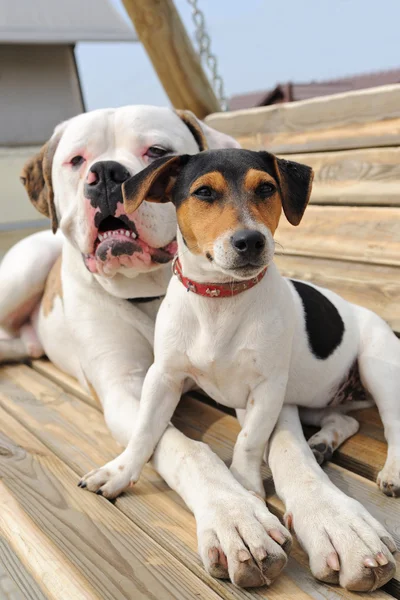 Jack russel teriér a americký buldok, ležící na lavičce — Stock fotografie