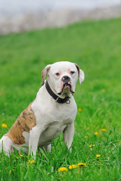 Buldog amerykański siedzi w zielonej trawie — Zdjęcie stockowe