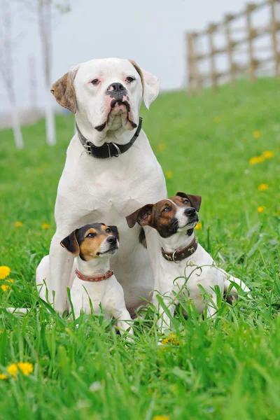 Dois Jack Russel Terriers e Bulldog americano — Fotografia de Stock