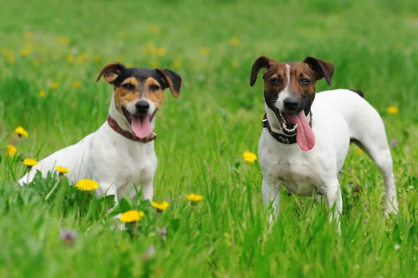 Two jack russel terriers on a bench — Stock Photo, Image