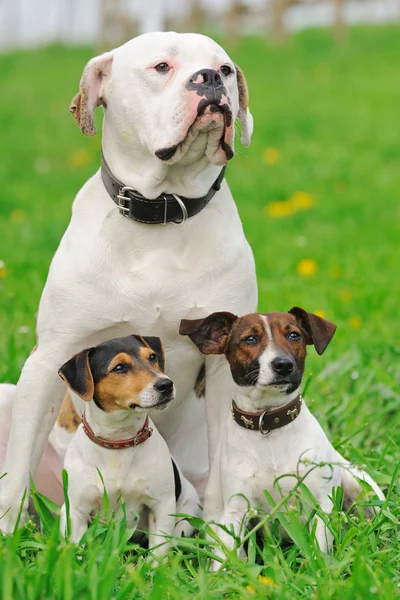 İki jack russel Terrier ve Amerikan bulldog — Stok fotoğraf