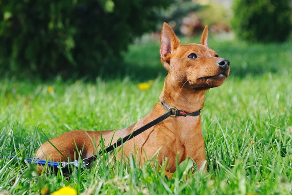 A kis méretű Pinscher (Zwergpinscher, a Min Kitűző kiskutya) — Stock Fotó