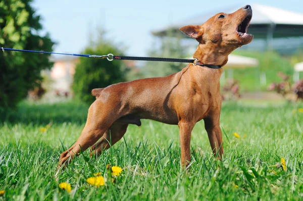 ミニチュア ・ ピンシャー (Zwergpinscher、最小ピン) 吠える子犬 — ストック写真