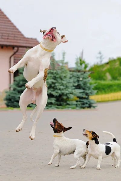 Três cães brincando — Fotografia de Stock