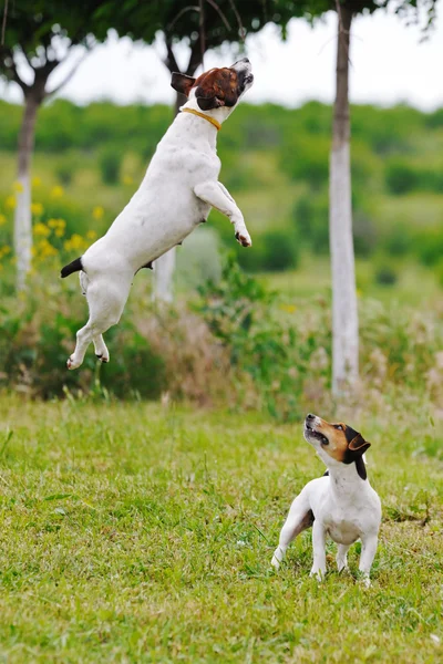 Deux chiens jouant — Photo