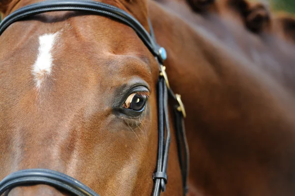 Close-up πορτρέτο της καστανιάς αθλητικό άλογο — Φωτογραφία Αρχείου