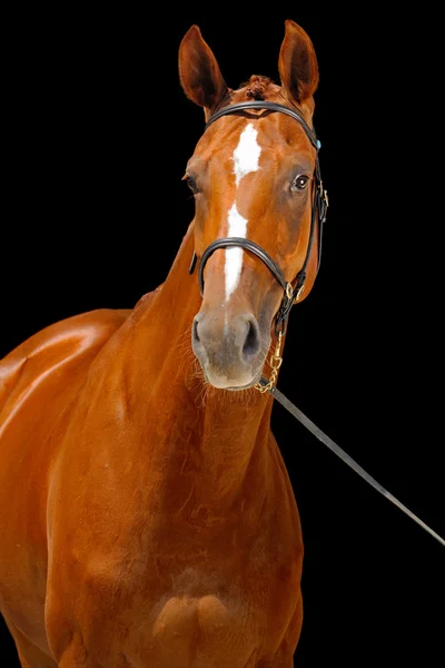 Portret van kastanje paard, geïsoleerd op zwart — Stockfoto