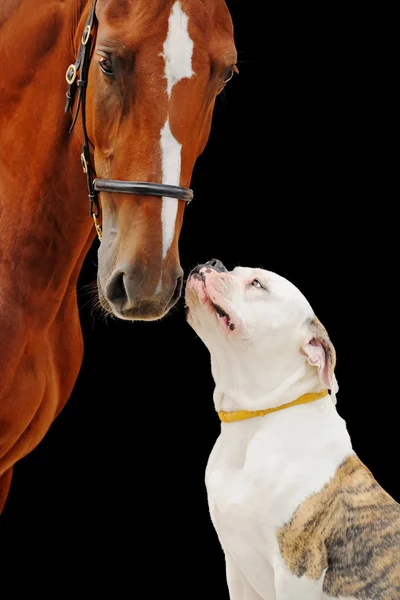 Amerikan bulldog ve siyah arka plan üzerine izole kestane at