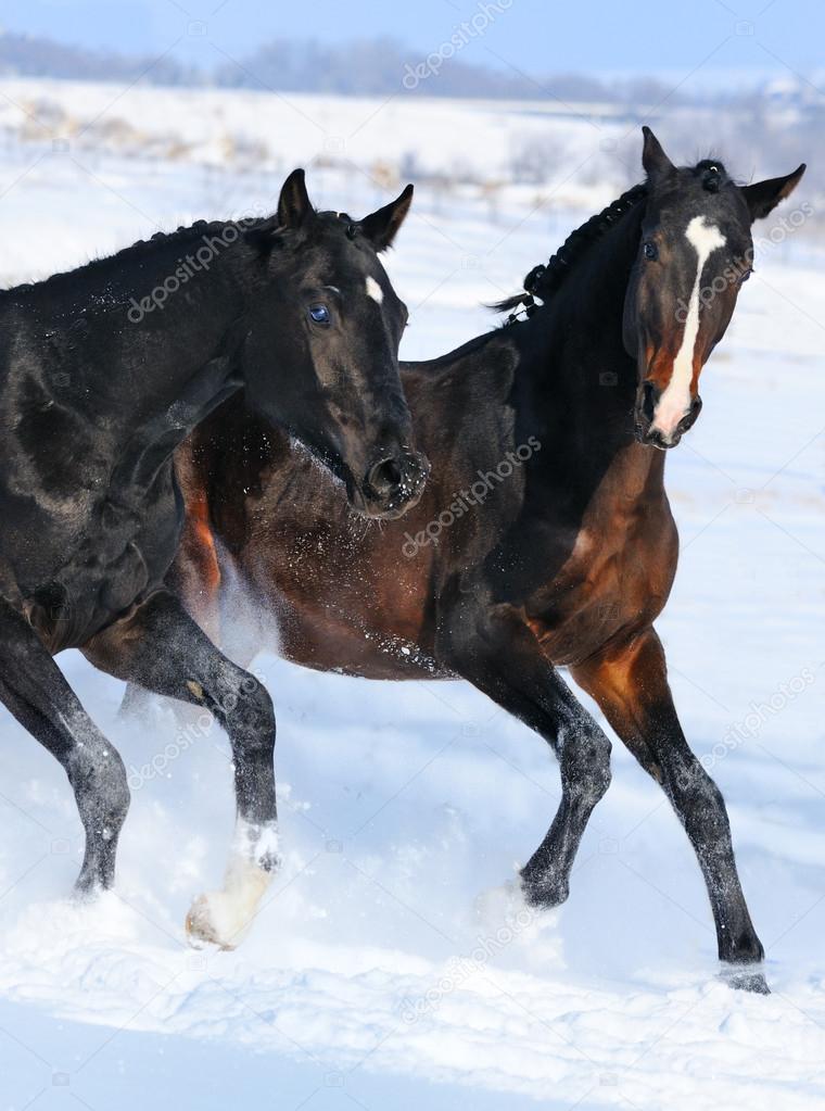 Portrait of two young horses in winter